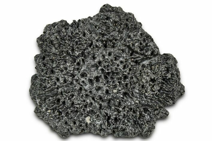 Fossil Glyptodont (Glyptotherium) Bony Armor Osteoderm - Florida #351080